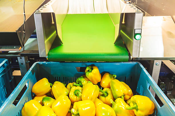 istock Sorting of yellow bell peppers during harvest 530750848