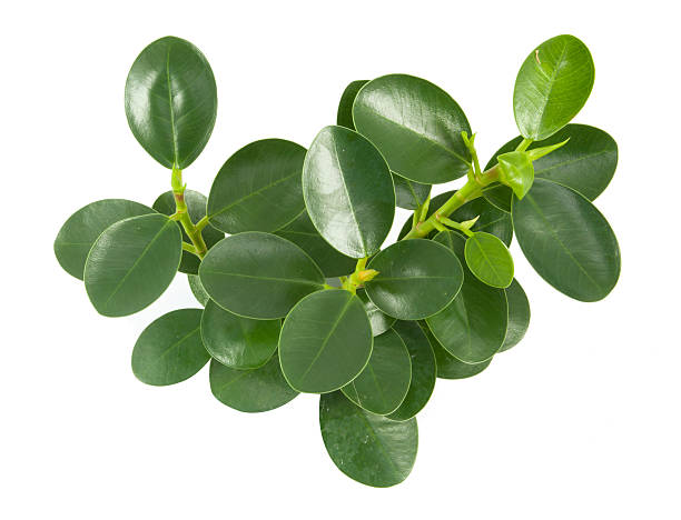 istock top leaves on a white background 530750900