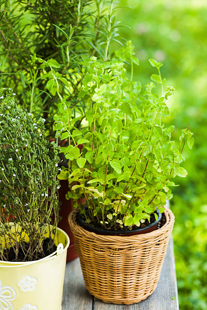 istock The Oregano bush 530751126