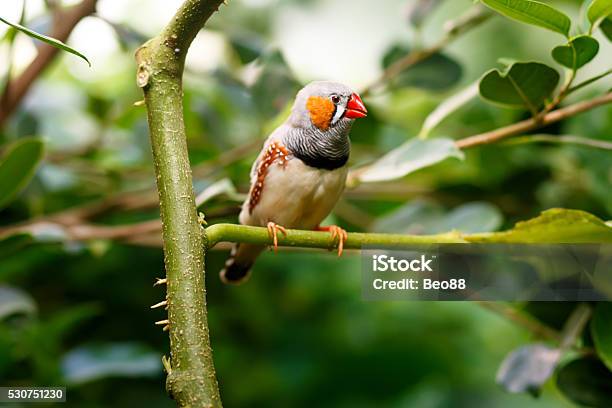 Zebra Finch Sitting On A Branch Stock Photo - Download Image Now