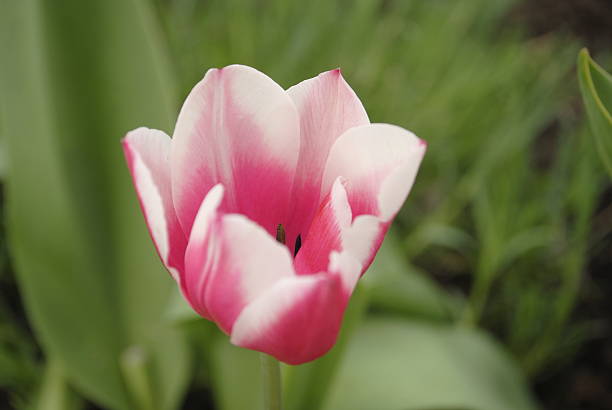 istock white pink Tulip Bud 530751240
