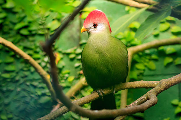 red-crested turaco (Tauraco erythrolophus) in natural surroundings