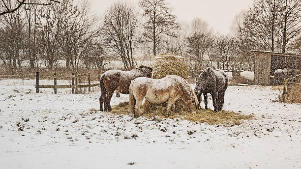 istock Horses in a snowstorm 530751680