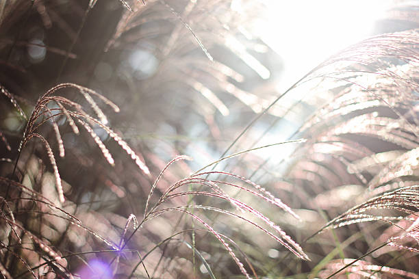istock Sun flare shining through ferns 530751776