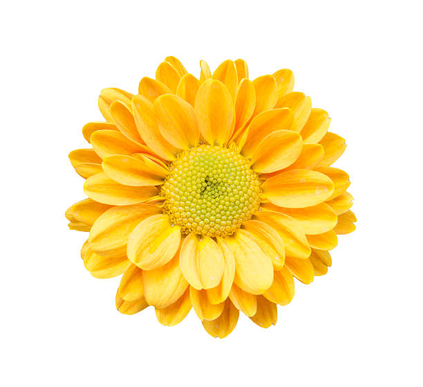 istock yellow chrysanthemum flowers isolated 530752086