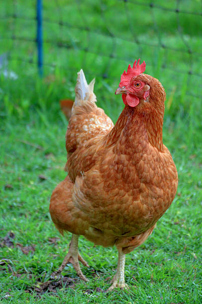 chicken A chicken in a garden chicken coop. battery hen stock pictures, royalty-free photos & images