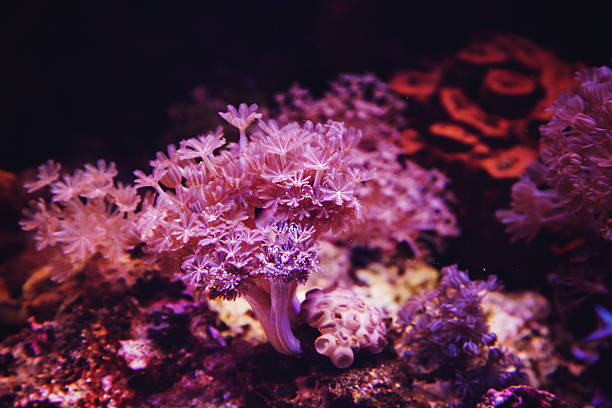 istock Underwater coral reef in red sea 530752848