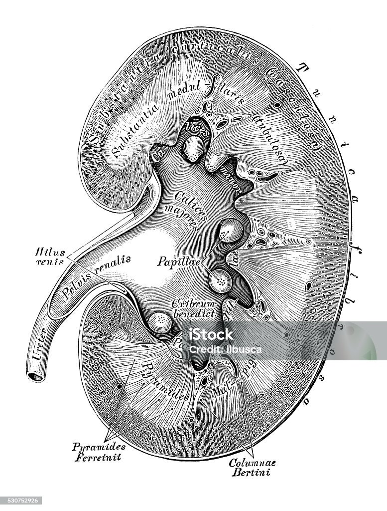 Human anatomy scientific illustrations: Kidney section Human anatomy scientific illustrations with latin/italian labels: Kidney section Prostate Gland stock illustration