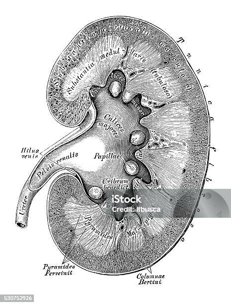Human Anatomy Scientific Illustrations Kidney Section Stock Illustration - Download Image Now