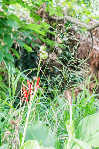 istock Banana flower 530753134