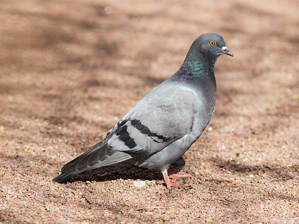 istock gray pigeon on the ground 530753270