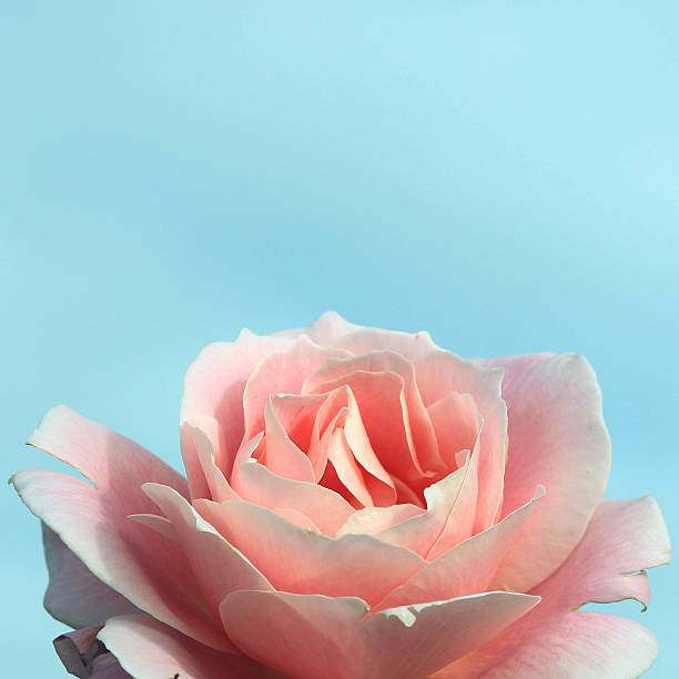 Blue background and pink rose down