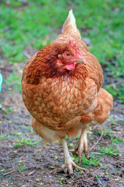 chicken A chicken in a chicken coop. battery hen stock pictures, royalty-free photos & images