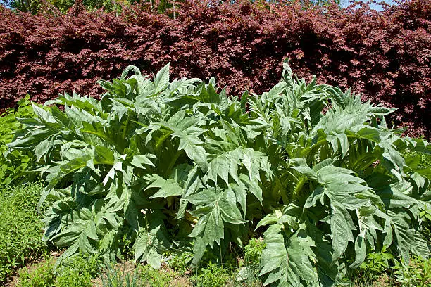 This picture is at spring cardoon.