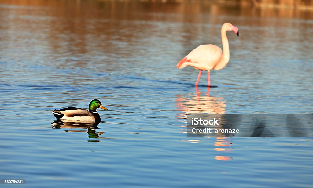 Ente Und Flamingo Stockfoto und mehr Bilder von Camargue - Camargue, Ente -  Wasservogel, Feder - iStock