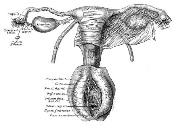 인체 해부학 그림: 여성 생식기관 - pencil drawing drawing anatomy human bone stock illustrations