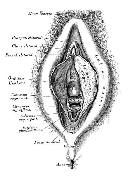 Human anatomy scientific illustrations with latin/italian labels: female reproductive organ
