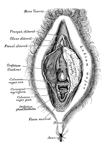 Human anatomy scientific illustrations with latin/italian labels: female reproductive organ