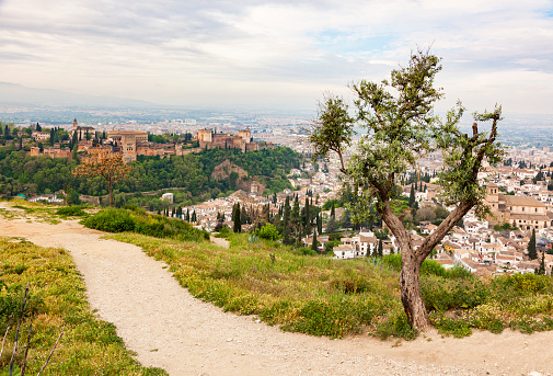 View of the Alhambra and old town of Granada from a hill, footpath and olive tree in foreground