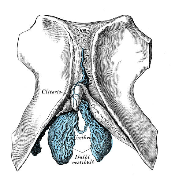 ilustraciones, imágenes clip art, dibujos animados e iconos de stock de ilustraciones científicas de anatomía humana: clítoris - pencil drawing drawing anatomy human bone