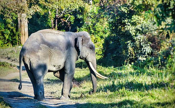 istock Asian Elephant in the wild 530754858