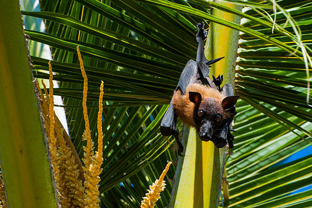 close up of a gigantic bat, seen on maldives
