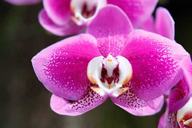 Purple Phalaenopsis stock photo