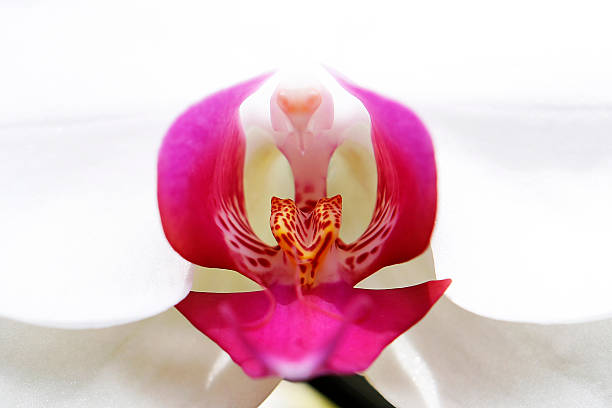 White Phalaenopsis stock photo