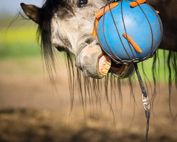 bocconi di cavallo blu sfera con carota - livestock horse bay animal foto e immagini stock