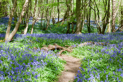Bluebells on a steep hill