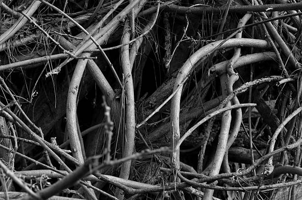 istock Wisteria vines, in black and white 530756093