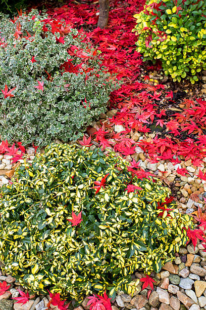 istock autumn colors composition in home garden 530756149