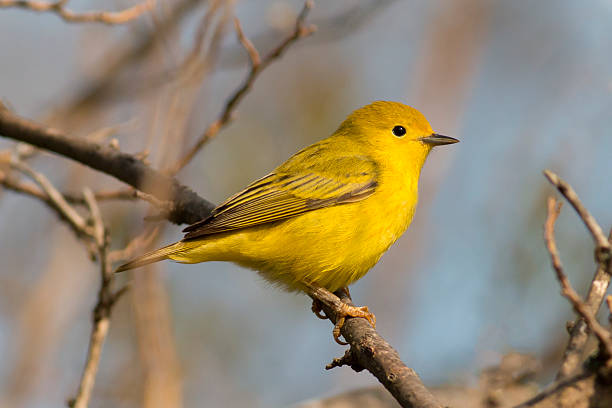 istock Bright yellow warbler bird perched in the sunlight 530756590