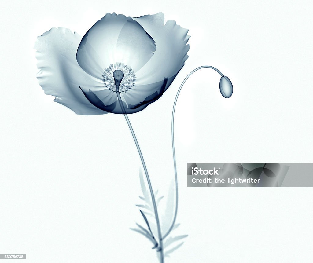 x-ray Bilder von Blumen isoliert auf weiss, das african Mohn - Lizenzfrei Blume Stock-Foto