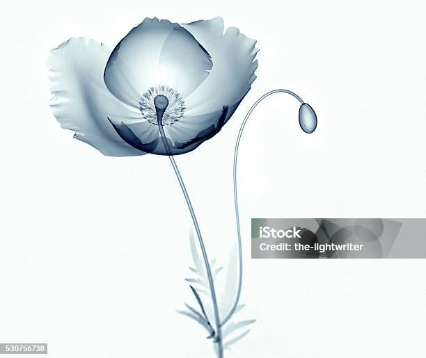 Xray Bilder Von Blumen Isoliert Auf Weiss Das African Mohn Stockfoto und mehr Bilder von Blume