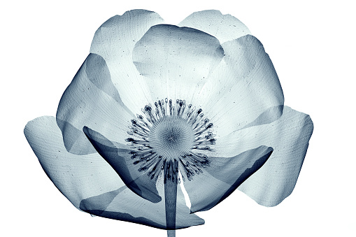 Imagen de rayos x de jardinería aislado sobre blanco, el Papaver dahlianum photo