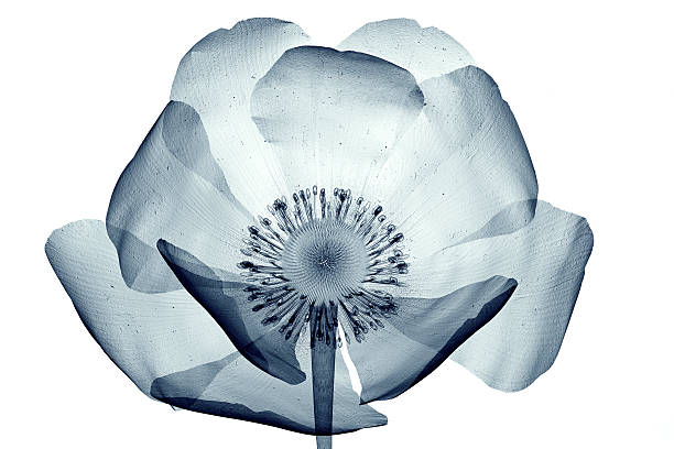 immagine a raggi x di fiore sola su bianco, papaver papavero - roentgenogram foto e immagini stock