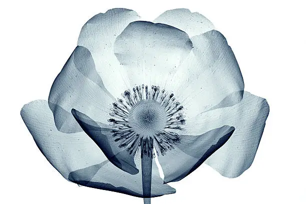 Photo of x-ray image of flower isolated on white , the poppy Papaver