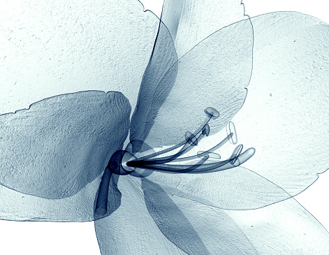 Imagen de rayos x de una flor, Aislado en blanco, amarilis photo