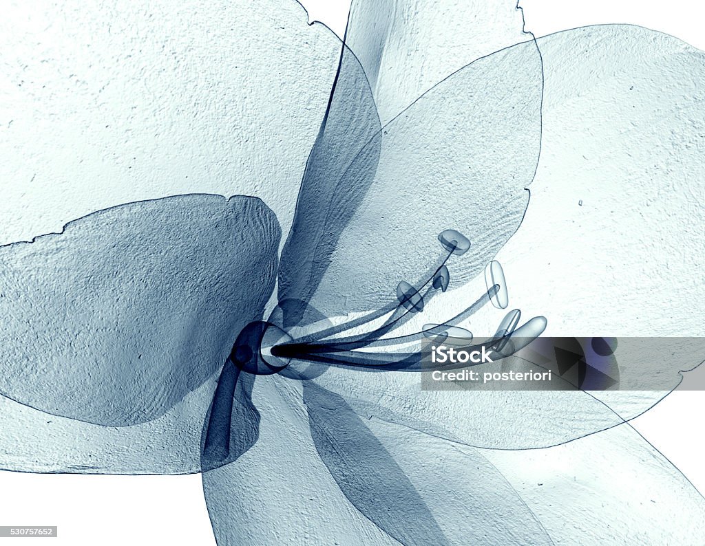 x-ray image of a flower isolated on white , the Amaryllis x-ray image of a flower  isolated on white, the Amaryllis 3d illustration Flower Stock Photo