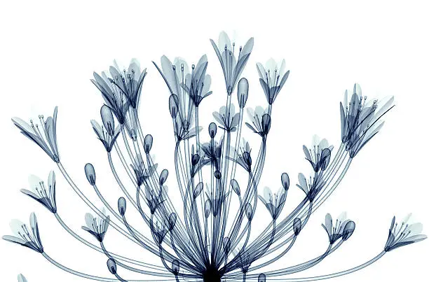 x-ray image of a flower  isolated on white, the Bell Agapanthus 3d illustration