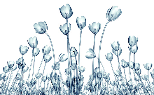 x-ray image of a flower  isolated on white, the crocus 3d illustration