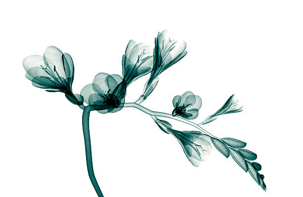 imagen de rayos x de una flor, aislado en blanco, the freesia - single flower isolated close up flower head fotografías e imágenes de stock