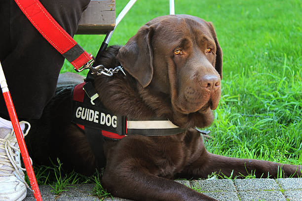 perro guía - service dog fotografías e imágenes de stock