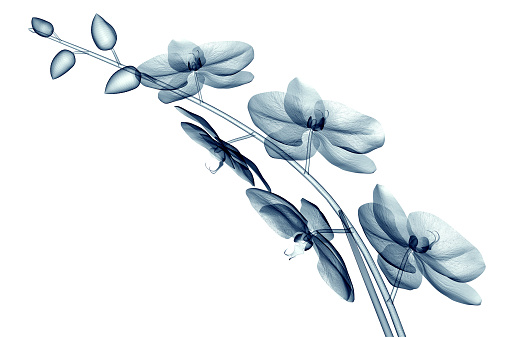 x-ray image of a flower  isolated on white , the orchide  3d illustration