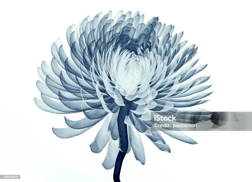 рентген изображение цветов, изолированного на белом, Хрисанф Помпон - Стоковые фото Цветок роялти-фри