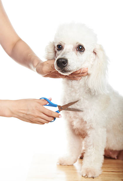 istock Make hair cut for poodle 530758426