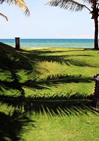 palm tree and sea, Vietnam