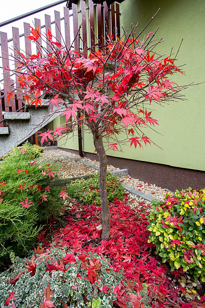 istock autumn colors composition in home garden 530758633