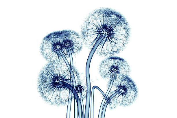 x-ray bilder von blumen isoliert auf weiss, die taraxacum klaus - roentgenogram stock-fotos und bilder